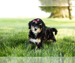 Small Photo #4 Bernedoodle-Poodle (Miniature) Mix Puppy For Sale in SHIPSHEWANA, IN, USA