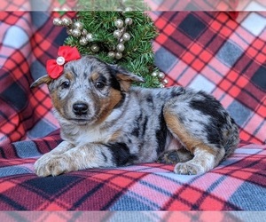 Australian Shepherd-Texas Heeler Mix Puppy for sale in HOLTWOOD, PA, USA