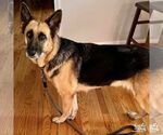 Small #4 German Shepherd Dog Mix