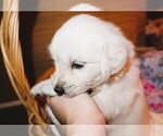 Puppy Nova English Cream Golden Retriever
