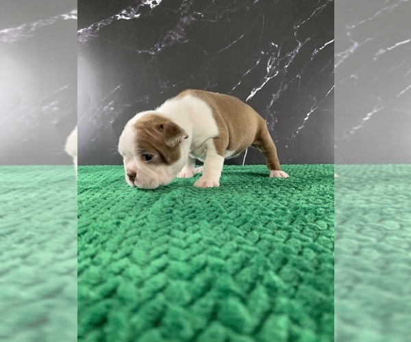 Medium Photo #27 Boston Terrier Puppy For Sale in TULARE, CA, USA