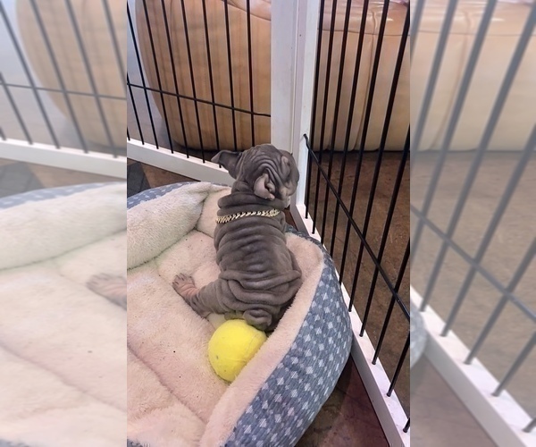 Medium Photo #4 French Bulldog Puppy For Sale in DETROIT, MI, USA