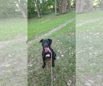 Small #11 Labrador Retriever Mix