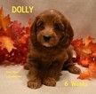 Small Photo #4 Australian Labradoodle Puppy For Sale in ANDOVER, MN, USA