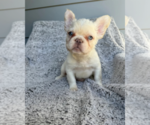 Small #1 French Bulldog