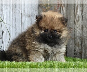 Pomeranian Puppy for sale in TAMPA, FL, USA