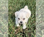 Small Photo #15 Maltipoo Puppy For Sale in AVE MARIA, FL, USA