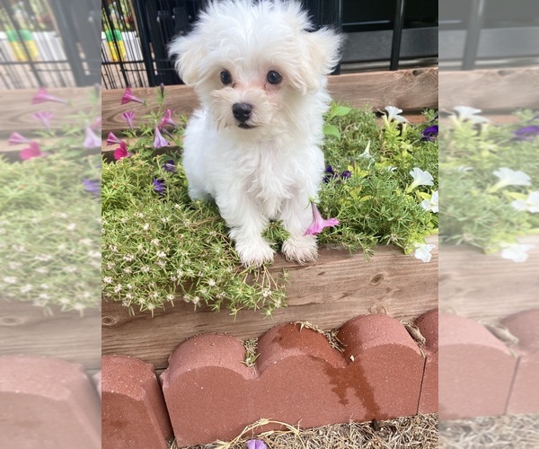Medium Photo #12 Maltese Puppy For Sale in FREDONIA, KS, USA