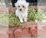 Small #11 Maltese