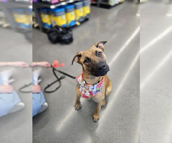 Medium Photo #7 Mutt Puppy For Sale in Minneapolis, MN, USA