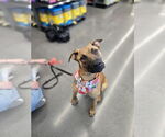Small #6 Mutt