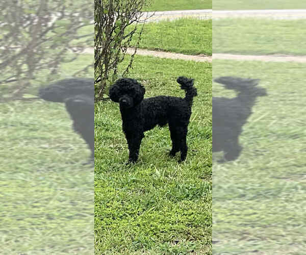 Medium Photo #1 Poodle (Miniature) Puppy For Sale in WELLFORD, SC, USA
