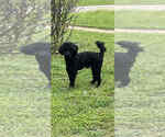 Small Photo #1 Poodle (Miniature) Puppy For Sale in WELLFORD, SC, USA