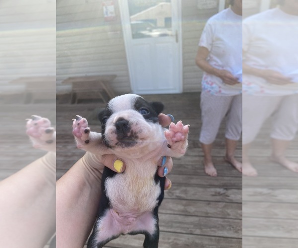 Medium Photo #9 Boston Terrier Puppy For Sale in FREDONIA, KS, USA