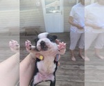 Small #8 Boston Terrier