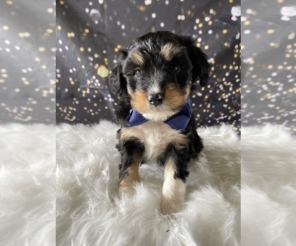 Medium Photo #1 Bernedoodle (Miniature) Puppy For Sale in LANCASTER, PA, USA