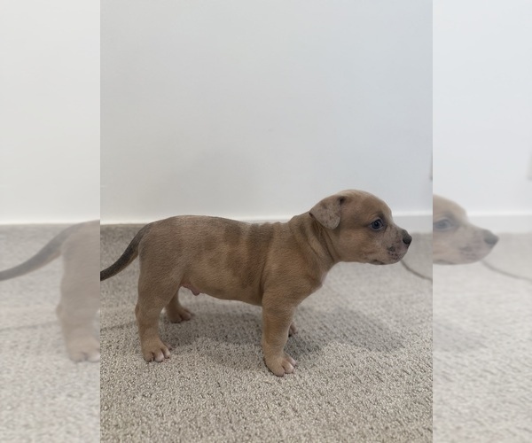 Medium Photo #5 American Bully Puppy For Sale in SPARTANBURG, SC, USA