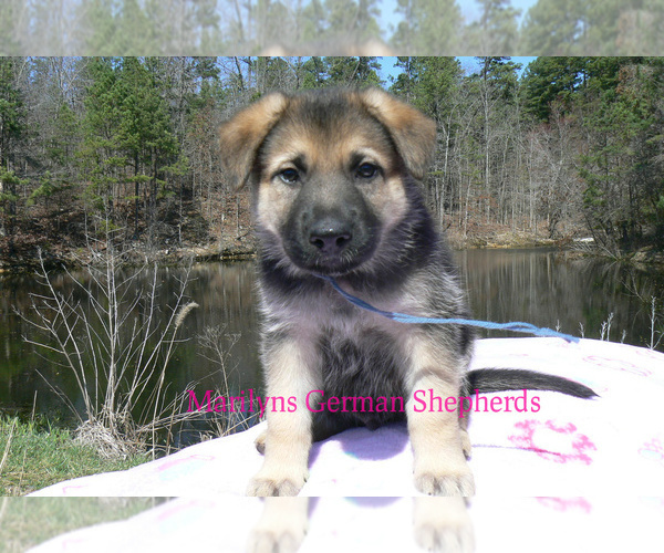 Medium Photo #4 German Shepherd Dog Puppy For Sale in PIEDMONT, MO, USA