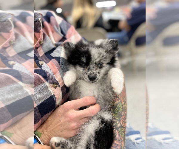 Medium Photo #4 Pomeranian Puppy For Sale in WONDER LAKE, IL, USA