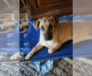 Mountain Cur-Unknown Mix Dogs for adoption in Boston, MA, USA