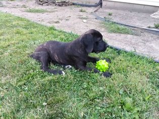 Cane Corso Puppy for sale in YOUNGSTOWN, OH, USA