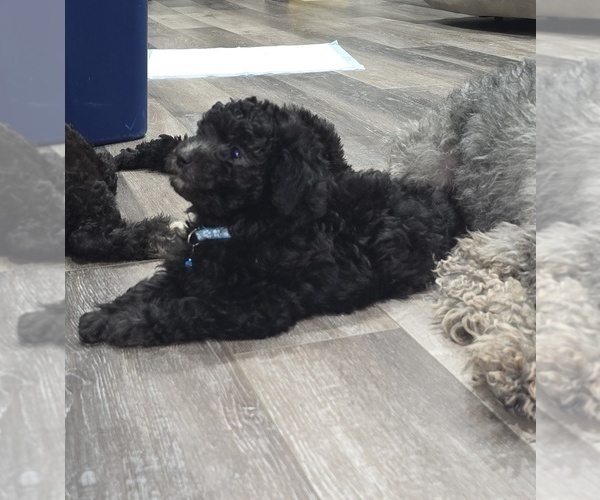 Medium Photo #11 Whoodle (Miniature) Puppy For Sale in KATY, TX, USA