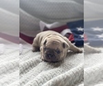 Small Photo #3 French Bulldog Puppy For Sale in RICHLAND, IA, USA