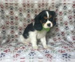 Small #6 Cavalier King Charles Spaniel