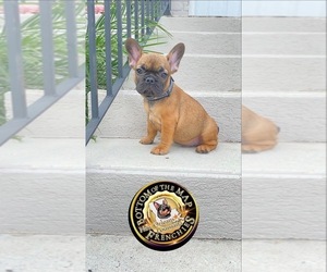 French Bulldog Puppy for sale in METAIRIE, LA, USA