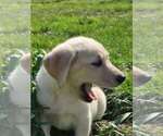 Small Photo #15 Labrador Retriever Puppy For Sale in CHARITON, IA, USA