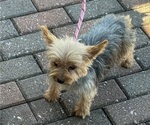 Yoyo - Female Yorkshire Terrier Puppy for Sale - Photo #10
