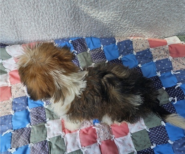 Medium Photo #3 Shorkie Tzu Puppy For Sale in WALSH, IL, USA