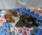 Small #2 Shorkie Tzu