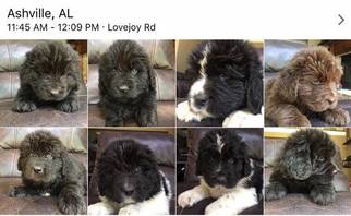 Newfoundland Puppy for sale in ASHVILLE, AL, USA