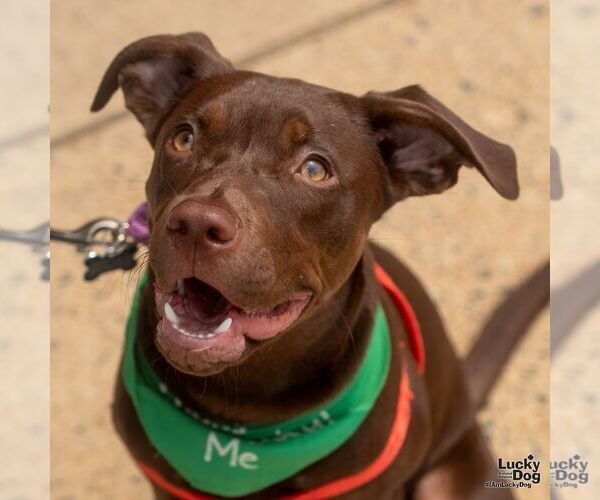 Medium Photo #15 Mutt Puppy For Sale in Washington, DC, USA