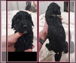 Small Photo #2 Springerdoodle Puppy For Sale in FORT SCOTT, KS, USA