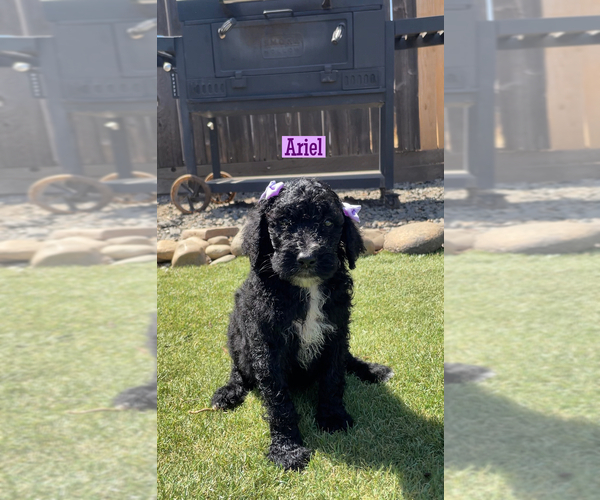 Medium Photo #1 Poodle (Standard) Puppy For Sale in EXETER, CA, USA