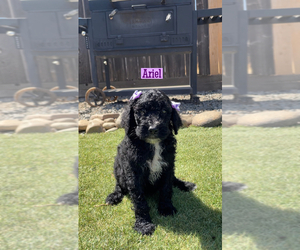 Poodle (Standard) Puppy for sale in EXETER, CA, USA