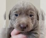 Small Photo #21 Labrador Retriever Puppy For Sale in OLYMPIA, WA, USA