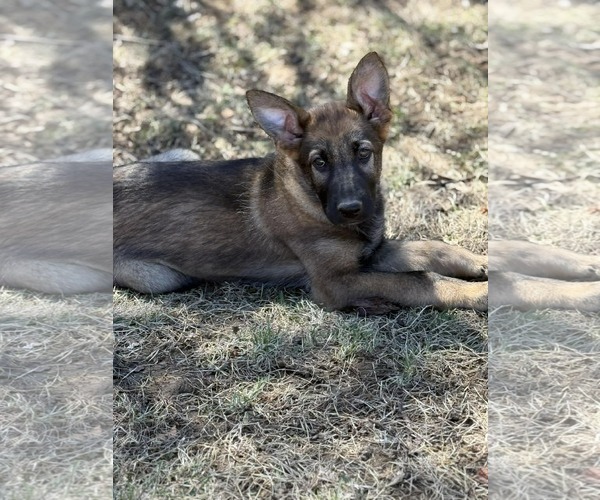 Medium Photo #16 German Shepherd Dog Puppy For Sale in Gretna, NE, USA