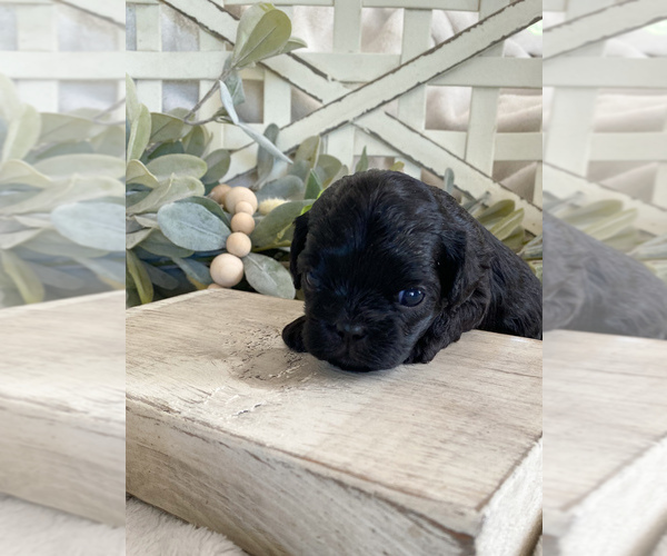 Medium Photo #2 Cavapoo Puppy For Sale in MARQUAND, MO, USA