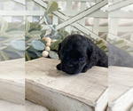Small Photo #3 Cavapoo Puppy For Sale in MARQUAND, MO, USA