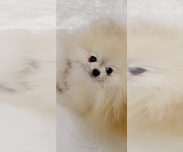 Medium Photo #1 Pomeranian Puppy For Sale in CHINO HILLS, CA, USA