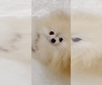 Small Photo #1 Pomeranian Puppy For Sale in CHINO HILLS, CA, USA