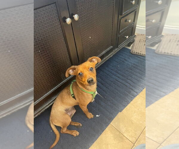 Medium Photo #4 Dachshund-Unknown Mix Puppy For Sale in Portland, IN, USA