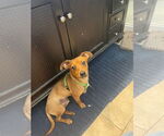 Small #3 Dachshund Mix