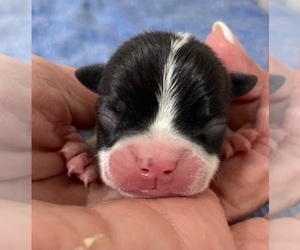 Boston Terrier Puppy for sale in CRKD RVR RNCH, OR, USA