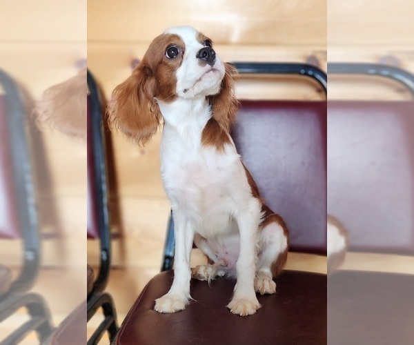 Medium Photo #4 Cavalier King Charles Spaniel Puppy For Sale in CARLISLE, KY, USA
