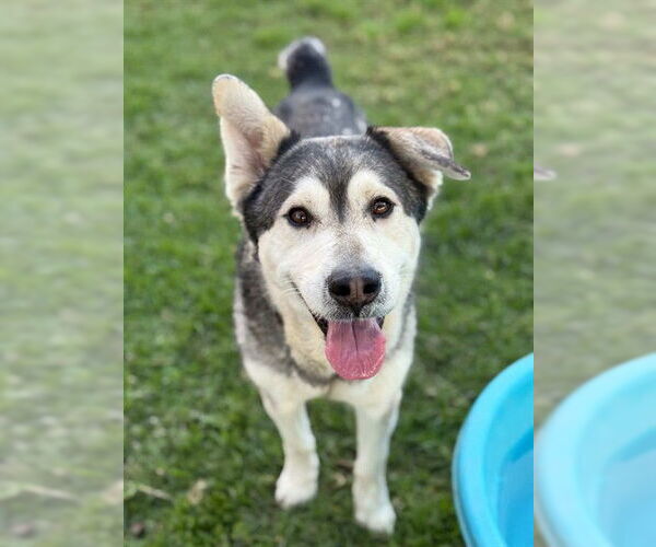 Medium Photo #2 Siberian Husky-Unknown Mix Puppy For Sale in Riverside, CA, USA