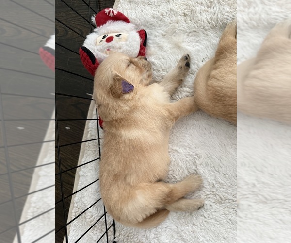 Medium Photo #23 Golden Retriever Puppy For Sale in EXTON, PA, USA